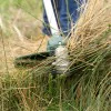Electric grass and weed trimmer Bosch AFS 23-37 06008A9000