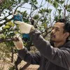 Cordless lopper Bosch Pro Pruner 06019K1020