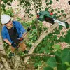 Cordless Telescopic Chainsaw Bosch UniversalChainPole 18 06008B3101